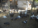 DSCN2742
