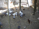 DSCN2743