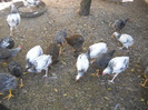DSCN2745