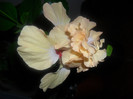 Hibiscus El Capitolio Sport of Sport