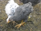 DSCN2772