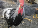 DSCN2774