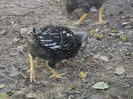 DSCN2776