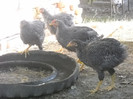 DSCN2778