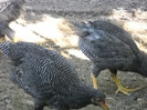 DSCN2781
