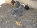 DSCN2789