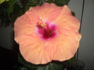 Hibiscus Lagos Orange