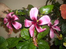 Hibiscus Fidjian Island