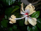 Hibiscus El Capitolio Sport of Sport