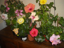 Hibiscus grup