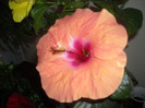 Hibiscus Lagos Orange