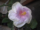 Hibiscus Tahitian Lavander Pastel