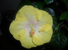 Hibiscus Emily