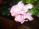 Hibiscus Tunderhead