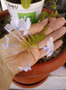 2 septembrie 2012-flori 001