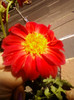 2 septembrie 2012-flori 005