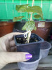 2 septembrie 2012-flori 028