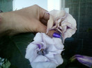 datura mov-multumesc hapy !