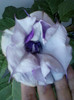 2 septembrie 2012-flori 031