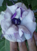 2 septembrie 2012-flori 038