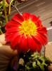 2 septembrie 2012-flori 009