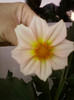 2 septembrie 2012-flori 006