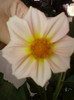 dalie pitica alba