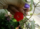 2 septembrie 2012-flori 016