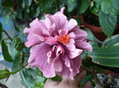 P1180079