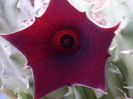 Huernia keniensis