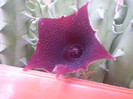 Huernia keniensis