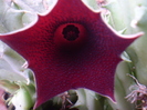 Huernia keniensis