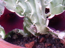 Huernia keniensis