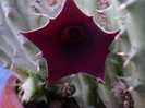 Huernia keniensis