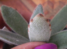 Kalanchoe tomentosa