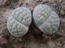 Lithops fulviceps v. aureum