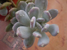 Pachyphytum oviferum