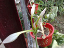 boboci crinum