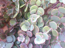 Sedum sieboldi