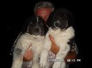 SAM_0442