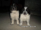 SAM_0445
