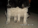 SAM_0446