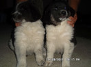 SAM_0447