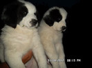SAM_0454