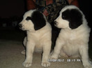 SAM_0456