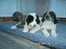 SAM_0468