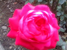 FLORI
