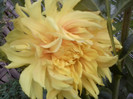 FLORI