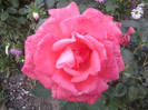 FLORI