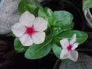 vinca roz